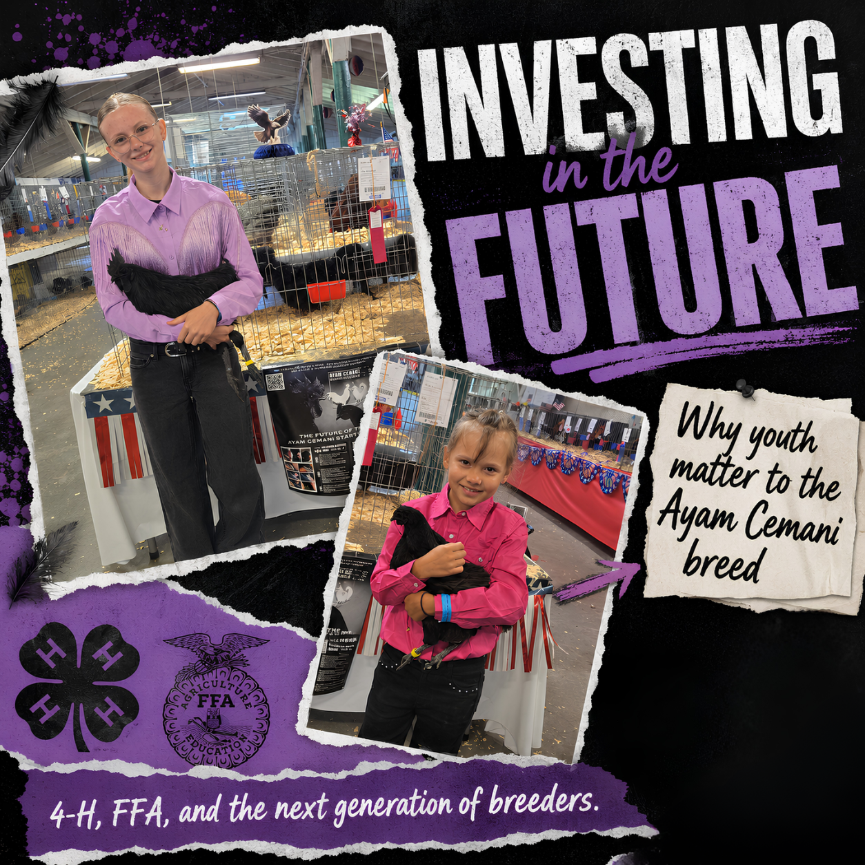 Investing in the Future: Why Youth Matter to the Ayam Cemani Breed