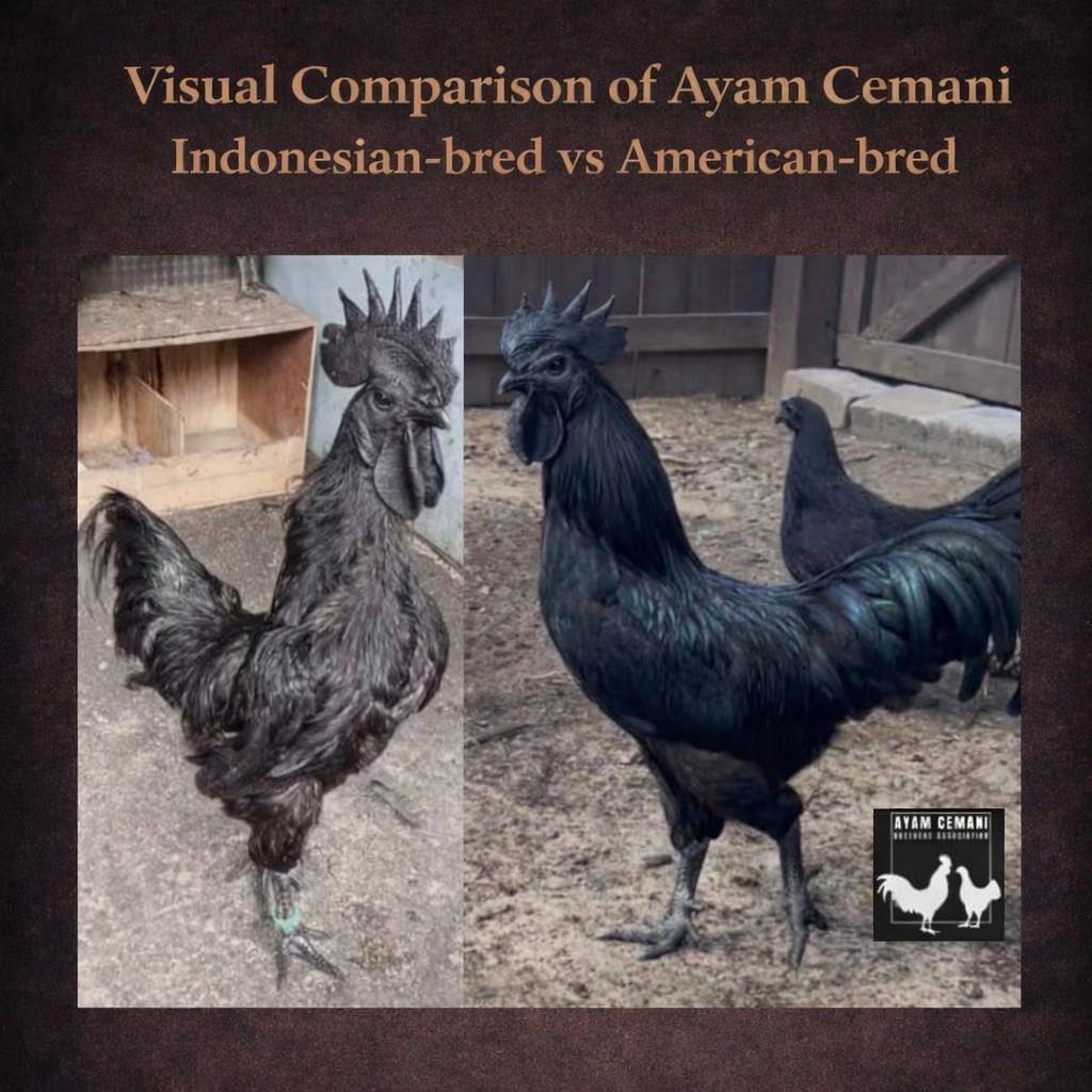 A Conversation worth having: Preserving Breed Integrity.