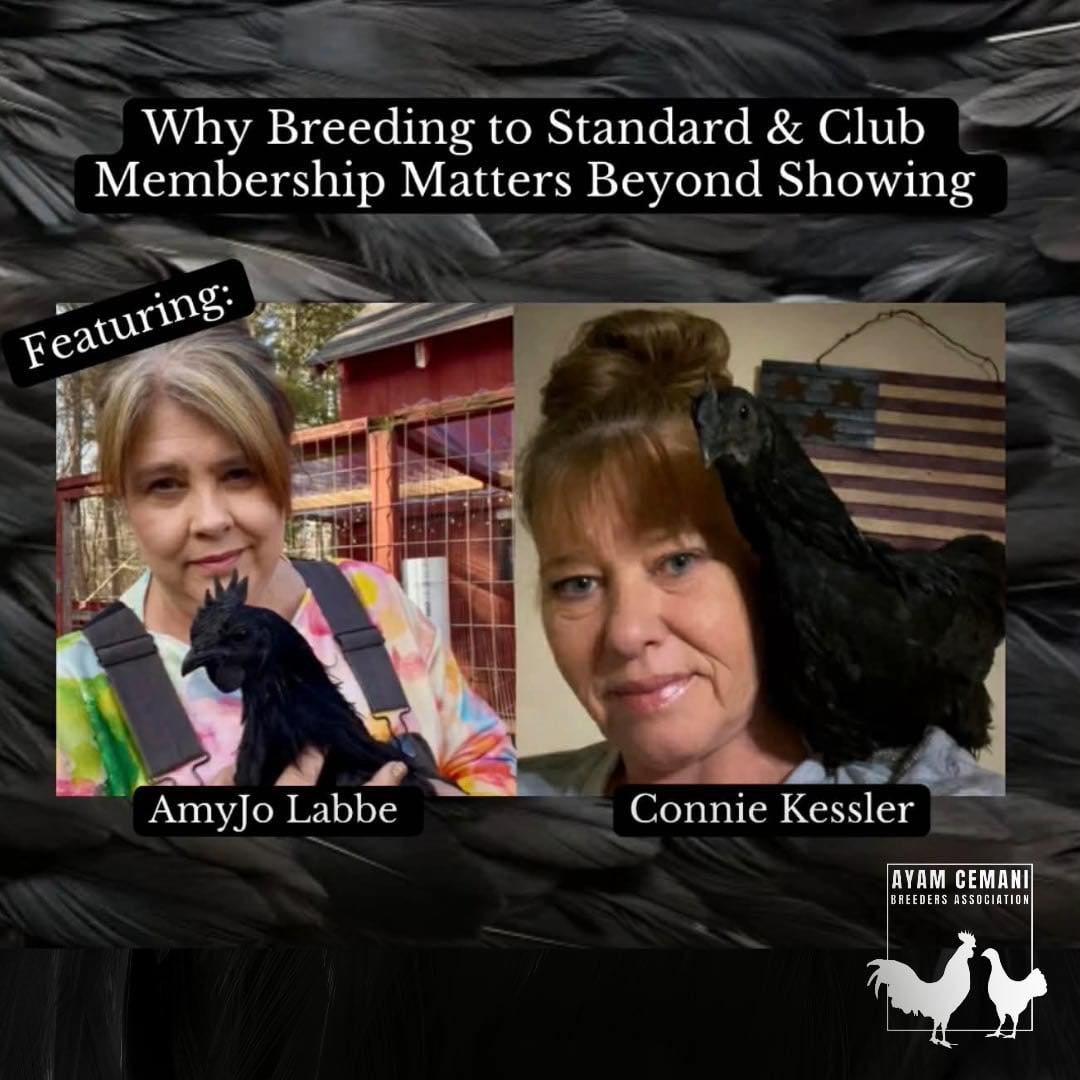 Why Breeding to Standard & Club Membership Matters Beyond Showing.