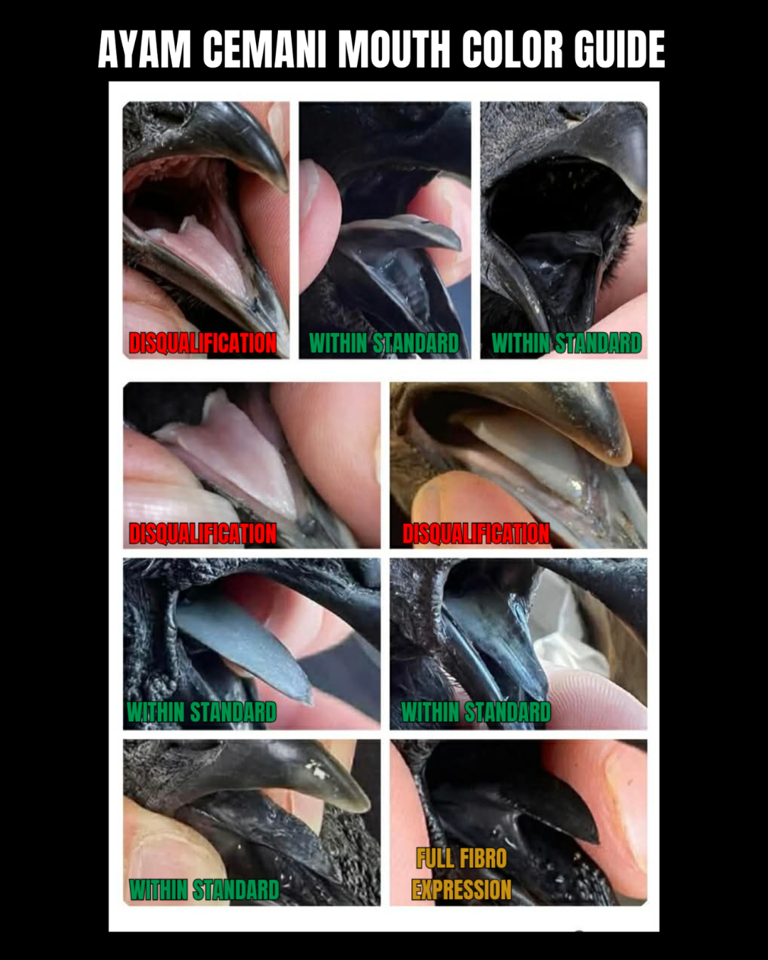 Understanding Ayam Cemani Mouth Color and Fibromelanosis Expression ...