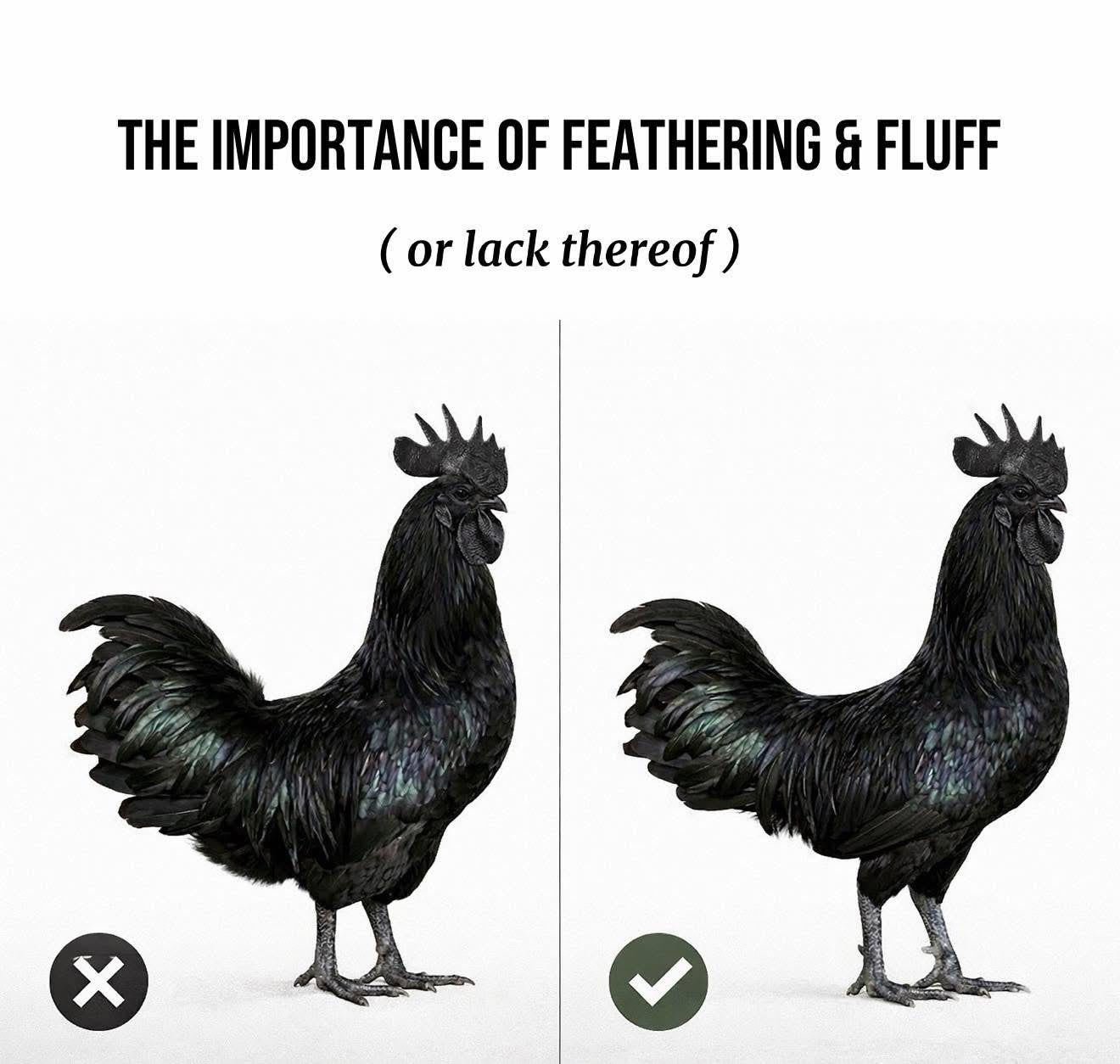 Fluff Article Example The Importance of Feathering & Fluff - or Lack Thereof – Ayam Cemani ...