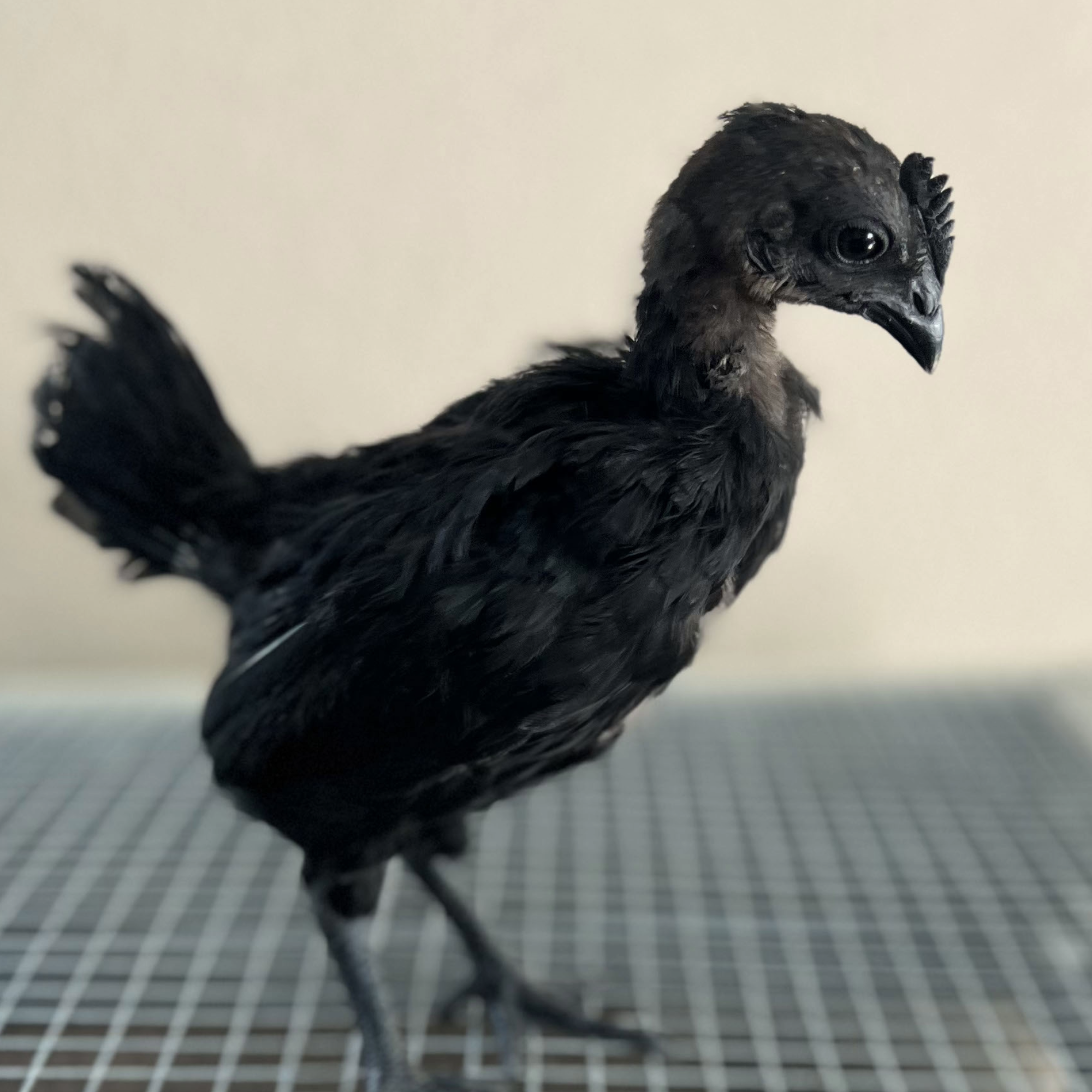 Breeders Directory Spot